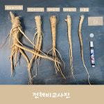 슈퍼 백도라지 약도라지 생도라지 국산 나물용 피 도라지 : 남가농산물