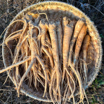 슈퍼 백도라지 약도라지 생도라지 국산 나물용 피 도라지 : 남가농산물