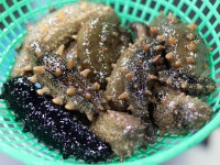 산지직송 자연산 통영 해삼 500g 참해삼 해삼내장 : 통영 83수산