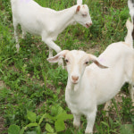 해썹 국산 산양유 1000ml 2병 매주 4회발송 총 8병 : 맑은우리산양우유