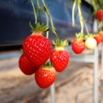 지리산산청 딸기 700g _숙이네농장 : 산청군 산엔청쇼핑몰