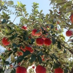 #사과즙 #달달한 사과즙 #영주사과 #영주사과즙 : 영주대성애플트리