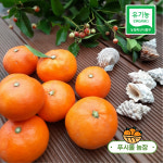 [푸시울]제주 유기농귤 노지감귤 산하홍 홍귤 조생귤 3kg 5kg : 푸시울