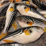 동해안 손질 복어 복국 복지리 탕 800g 밀키트 야채 포함 산지직송 : 시엘리 마켓