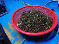 생다슬기5kg 물맑고 공기좋은 곳에서 조업 합니다 : 청평맛집