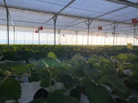 농장직배송 설향 700g이상 GAP 고당도 딸기 선물세트 강릉 우주딸기농장 비타베리 : 우주딸기