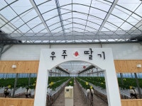농장직배송 설향 비타베리 700g이상 고당도딸기 GAP 고당도 딸기 선물세트 : 우주딸기