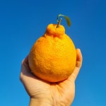 돌담농장 제주 한라봉 가정용 선물용 1kg 2.5kg 4.5kg : 망설이면 매진