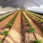 로즈마리 바다이슬 샴푸 허브 농장 직접 재배 천연샴푸 500ml 1000ml : 부방대마켓