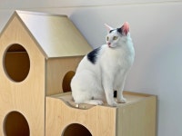 국내제작 살균 고양이 숨숨집 DIY 원목 고양이집 만들기 (주)진영 우디퍼니처 : 우디퍼니처