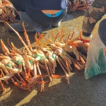 포항 영덕 박달대게 시세 제철 구룡포 죽도시장 대게 일등수산 : 일등수산 울릉몰 일등농수산