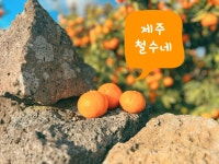 철수네귤 서귀포 조생 노지 감귤 산지직송 5kg 10kg 철수네귤농장 철수네 : 제주철수네