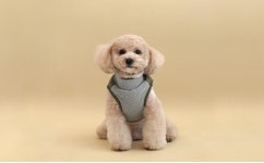 패리스독 베이직 퀼팅 강아지 패딩 겨울옷 : 윤향