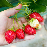 딸기 설향 금실 설화 만년설 하얀딸기 제철딸기 : 장보남