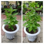 텃밭 방아잎모종 배초향 허브식물 화분 꽃모종 : 텃밭 농원