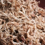 뉴질랜드 청정수태 100g 호접란 풍란 양란 난 분갈이 삽목 뉴질랜드산 : 모두의가든