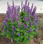 텃밭 방아잎모종 배초향 허브식물 화분 꽃모종 : 텃밭 농원