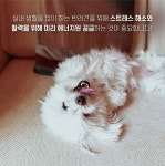 버틀러 더텐소프트 강아지 샘플사료 30g 4종 : 포우하우스