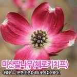 미산딸나무 체로키치프  접목1년생 : 도담묘목농원