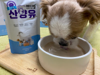 [메디밀]4종혼합 10억마리 유산균 산양유(댕냥이 겸용) 150ml 1팩 : 코니멀즈