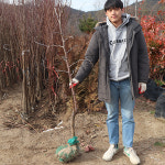 복조대추나무 묘목 4년생 (보은대추) : 농원의 모든것