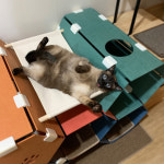 파파냥 올인원 캣 터널 하우스 모듈형 캣타워 고양이 놀이터 : 심콩 : 스토어