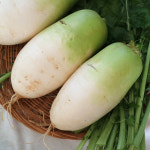 전라남도 무안 황토밭 유기농 햇 무 10kg(6-10개 내외), 20kg(15-20개 내외) : 바른 정원