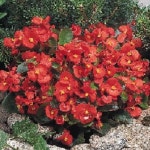 (GD소망)베고니아씨앗(슈퍼올림피아 레드) 약 30립 : 소망원예농원