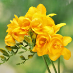 큐가든 프리지아 구근 겹꽃 향기 겹프리지아 후리지아 봄꽃 추식 오리지널 : Qgarden