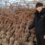 샤인머스켓 포도나무 묘목 접목 3년생 18808대목 : 농원의 모든것
