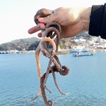 국산 자연산 산낙지 활낙지 뻘낙지 생물낙지 대낙지 : 코누 캠핑.