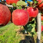 청정지역 기북 산또래 사과 : 기북산또래