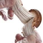 무농약 참송이버섯 1kg(특품) : 연호버섯농장