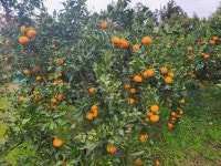 제주 유기농 노지 감귤 무농약 친환경재배 산지직송 5kg, 10kg (바이탈농장) : 빨강 양말