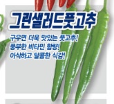 고추종자/샐러드고추/그린샐러드풋고추 100립 : 두레농약종묘센터