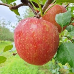 25년 햇 감홍 부사 사과 경북 문경 명품 꿀사과 유명한곳 선물 세트 3kg 5kg : 문경별빛농장