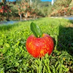 청정지역 기북 산또래 사과 : 기북산또래