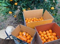 제주3대농장 서귀포감귤 조생귤 고당도 타이벡 유라조생 황금향 3kg 5kg 10kg 생산자직판 : 봉봉감귤체험농장