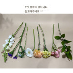 계절꽃 생화 꽃꽂이 키트 유치원 초등학교 중학교 고등학교 요양원 기업 복지관 : 솜리플라워
