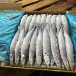 최가네 2025년산 햇꽁치 냉동꽁치 1박스 식당용 구이용 낚시용 도매 : 도매전문 최가네구룡포과메기