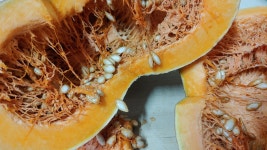 손질호박 늙은호박 맷돌호박 깍뚝썰기 슬라이스 1kg  산지직송 친환경 23년 국내산 : 용담베리