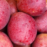 문경사과 부사 10kg 꿀사과 경북 문경 사과 : 봉서자연농장