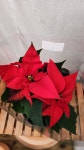포인세티아 중품 크리스마스나무 빨강잎 : 로즈마리 꽃피우기 화원