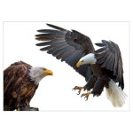 새 조류 충돌 서식 방지 독수리 실사 스티커 유리창 방음벽 비둘기 퇴치 맹금류 시트지 : 장서마켓