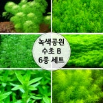 (아쿠아디자인)녹색공원수초B 6종세트 : 엄마네수족관