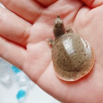 국산 애완자라 새끼자라 토종 3,4cm 동물 성민자라양어장 : 성민자라양어장
