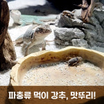 쌍별귀뚜라미 파충류먹이 도마뱀먹이 웰빙맛뚜리 대용량 대200 : 웰빙영농조합