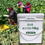 국내여수산 돌산갓장아찌 10kg 대용량 업소용 반찬 여수 돌산 장아찌절임 : 레드스페이스
