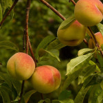 복숭아묘목판매 : 히즈프렌즈