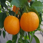 귤나무(윈터프린스)접목2년/묘목/h1193 : 카카호호1